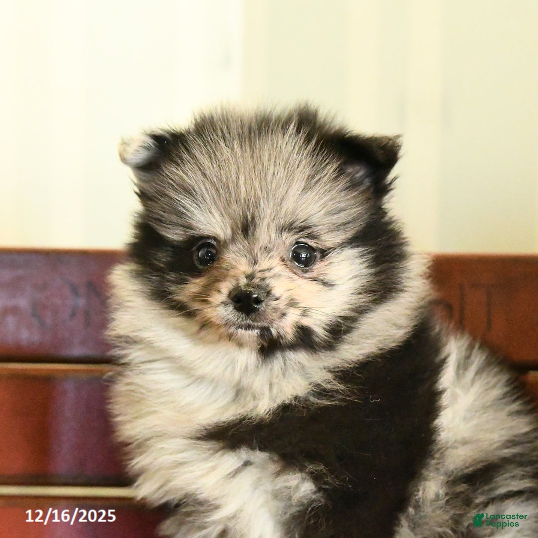 Pomeranian dogs for sale: Checkers - Ad 4