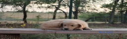 Golden Retriever dogs for sale: Lonnie - Ad 1