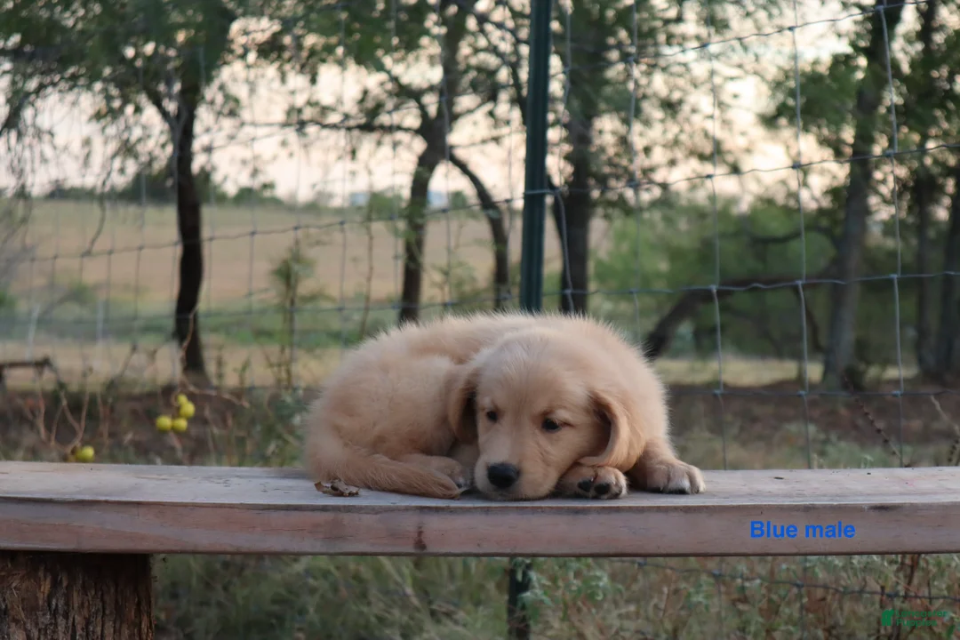 Golden Retriever dogs for sale: Lonnie - Ad 1