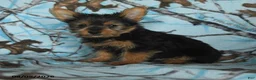 Yorkshire Terrier dogs for sale: Homer - Ad 4