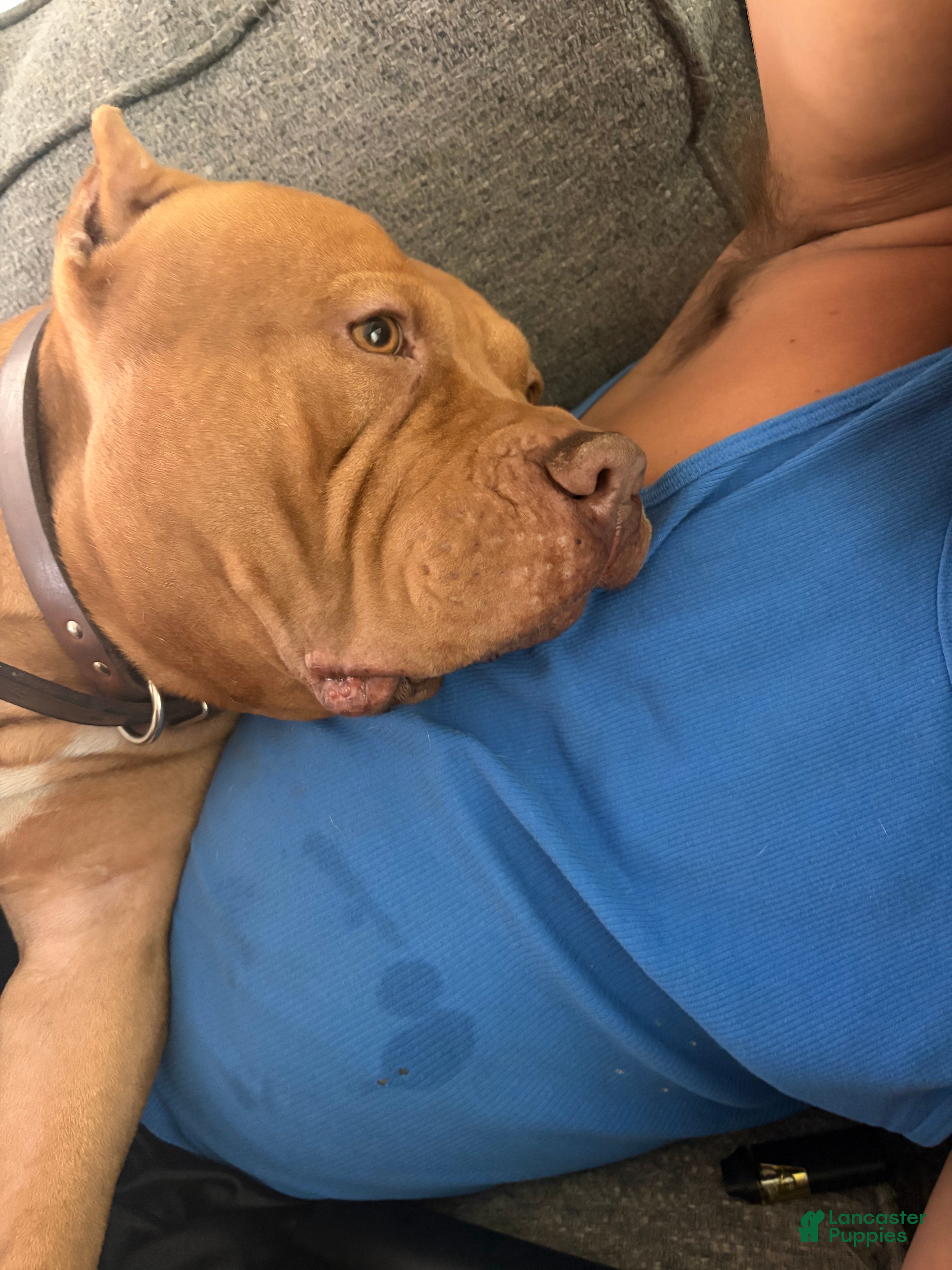 American Bully dogs American Bully 2 - Ad 25
