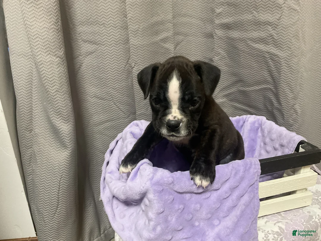 Boxer dogs for sale: 🪻 BLUEBELL - Ad 3