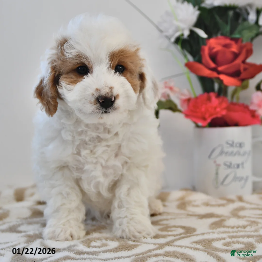 Mini Goldendoodle dogs for sale: Piper - Ad 2