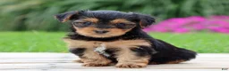 Yorkshire Terrier dogs for sale: Lulu - Ad 4