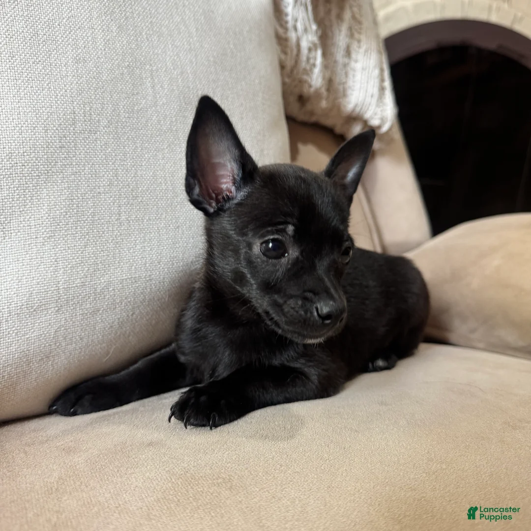 Chihuahua dogs for sale: Stew  - Ad 2