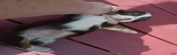 Miniature Dachshund dogs for sale: Carter - Ad 3