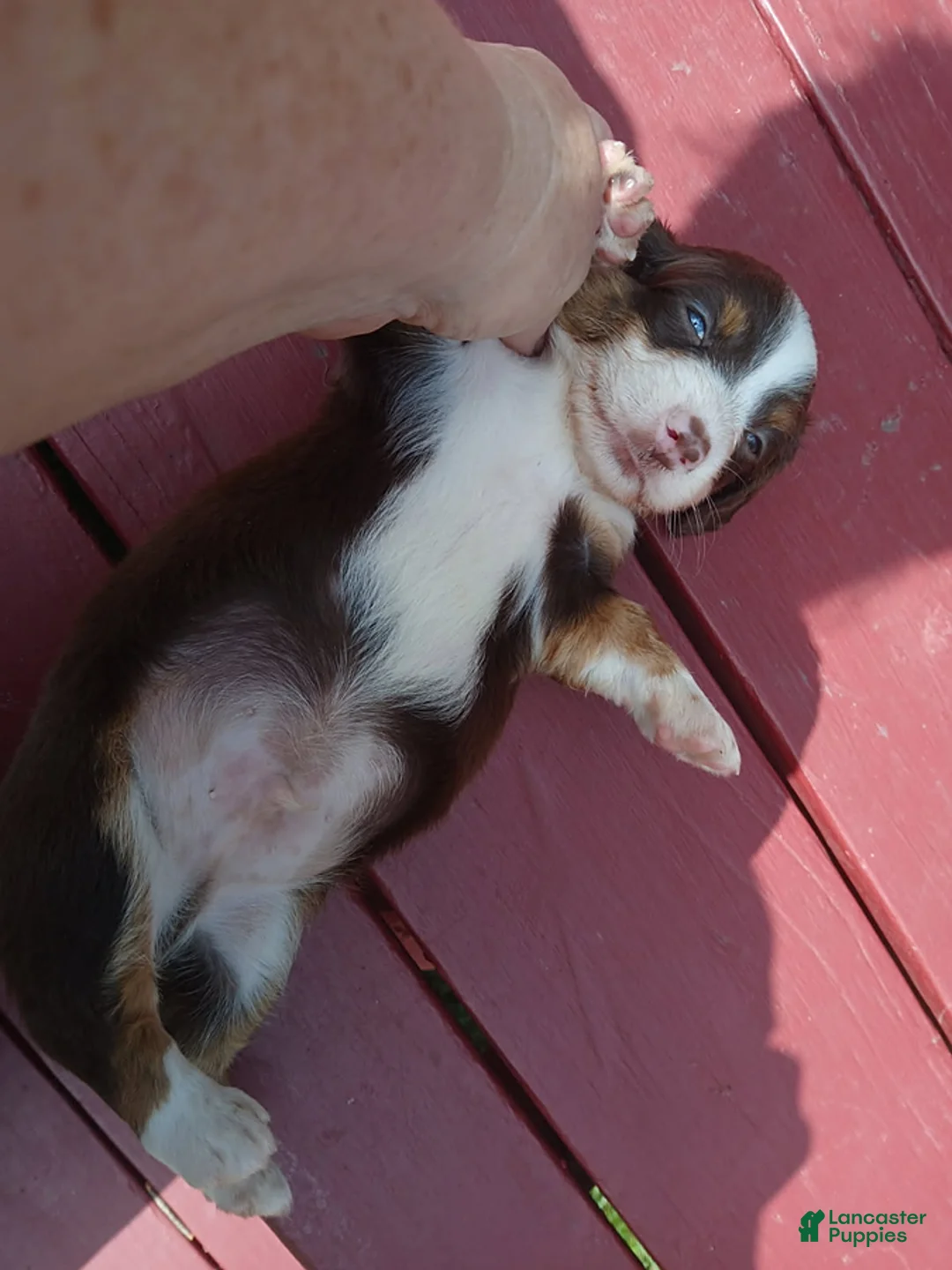 Miniature Dachshund dogs for sale: Carter - Ad 3