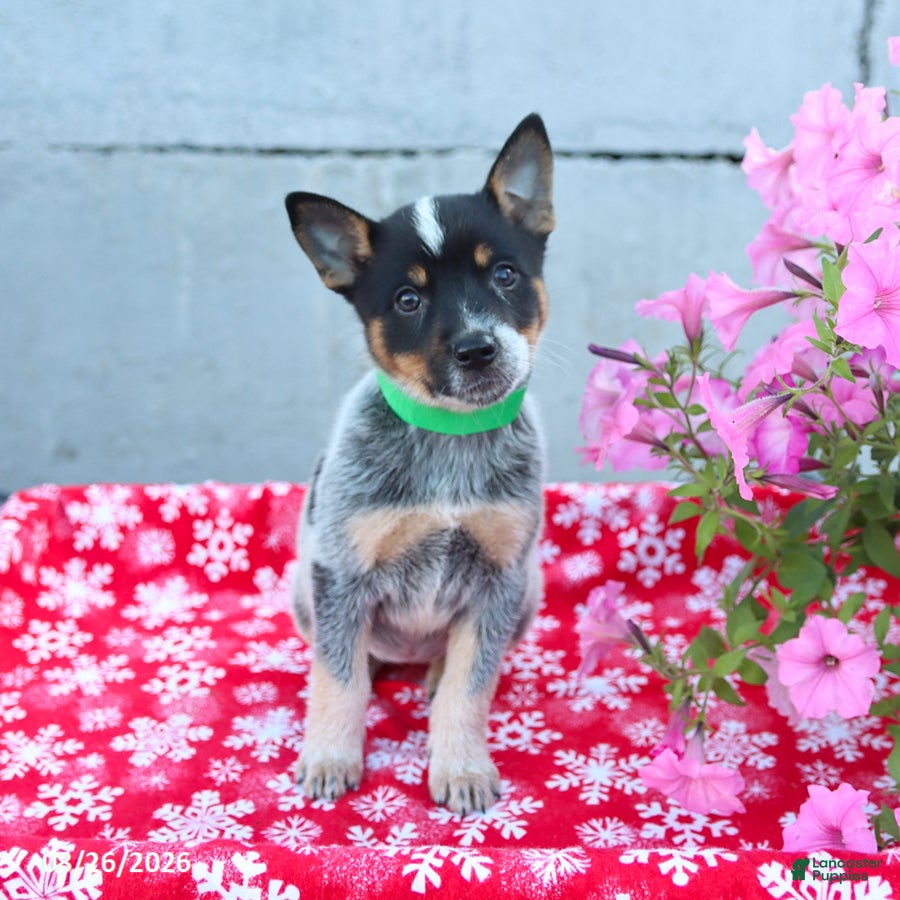 Australian Cattle Dog dogs Amber - Ad 2