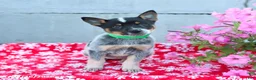 Australian Cattle Dog dogs for sale: Amber - Ad 2
