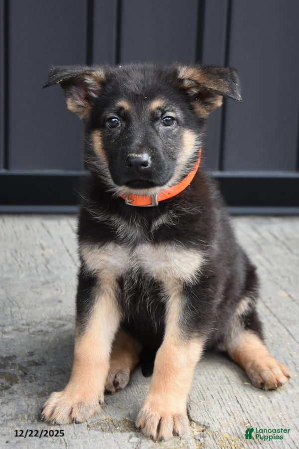German Shepherd dogs Logan - Ad 19