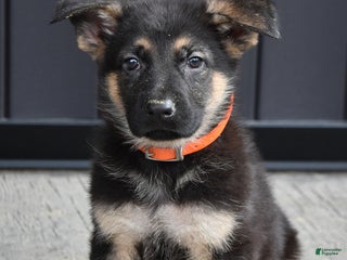 German Shepherd dogs Logan - Ad 19