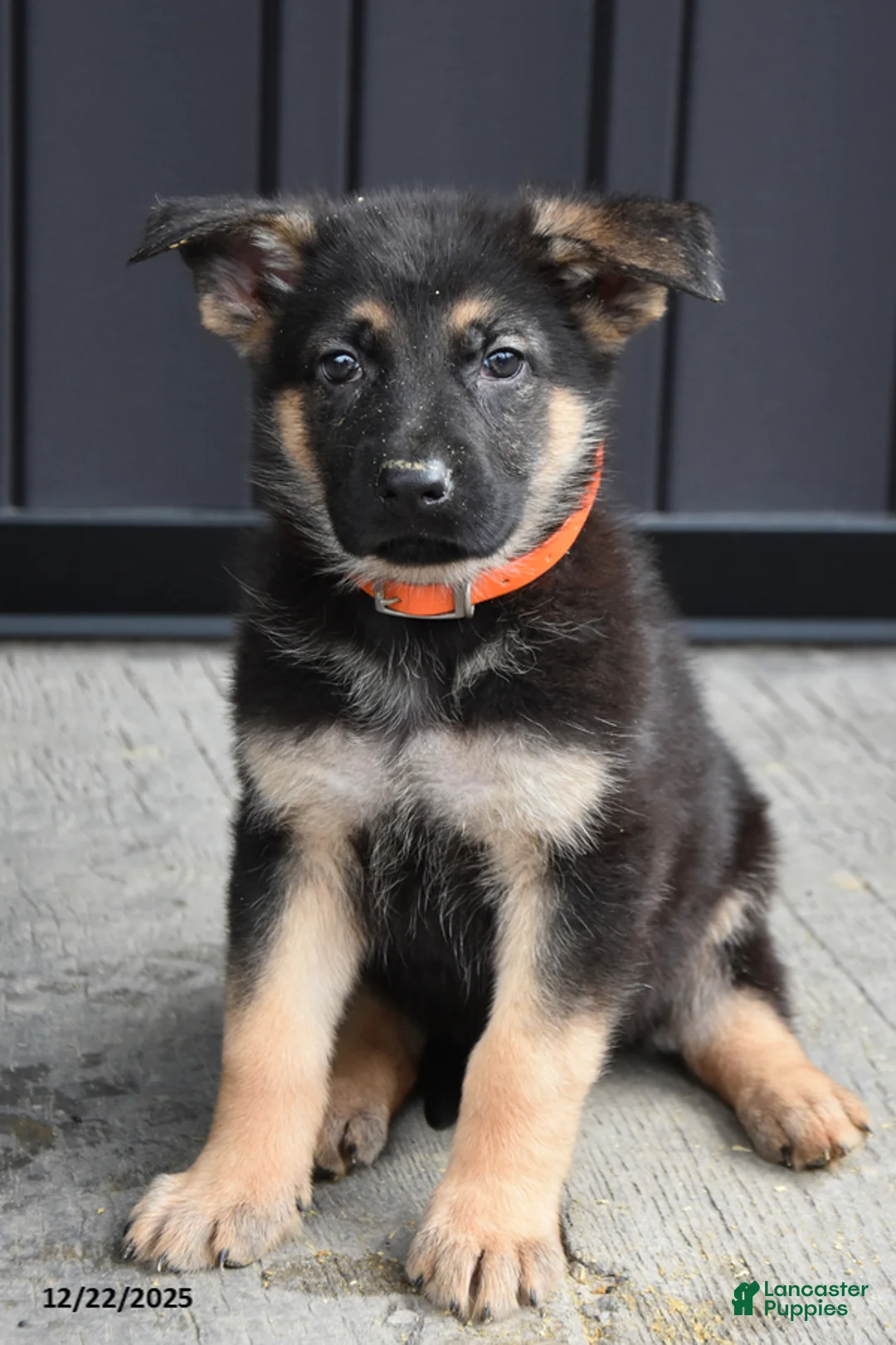 German Shepherd dogs for sale: Logan - Ad 3