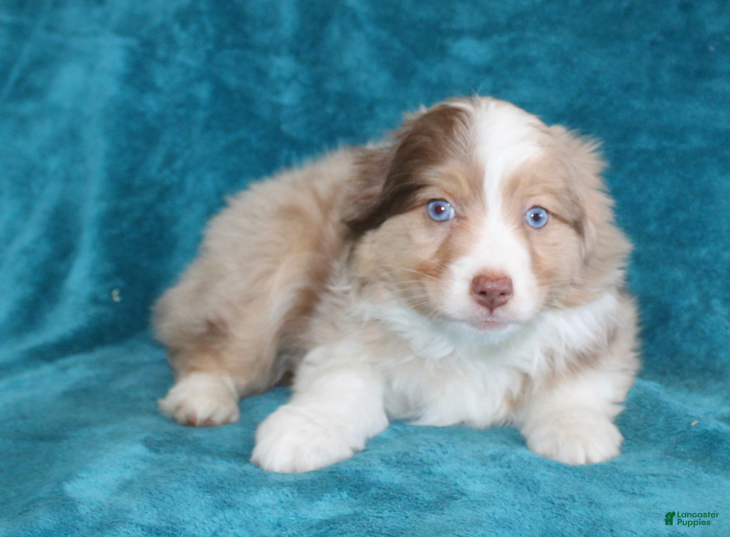 Miniature Australian Shepherd dogs Savannah - Ad 2