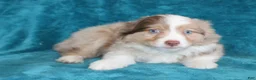 Miniature Australian Shepherd dogs for sale: Savannah - Ad 2