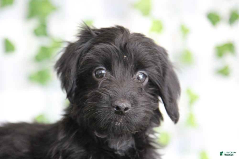 Yorkiepoo dogs Tobias - Ad 1