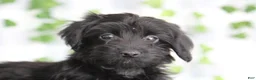 Yorkiepoo dogs for sale: Tobias - Ad 1