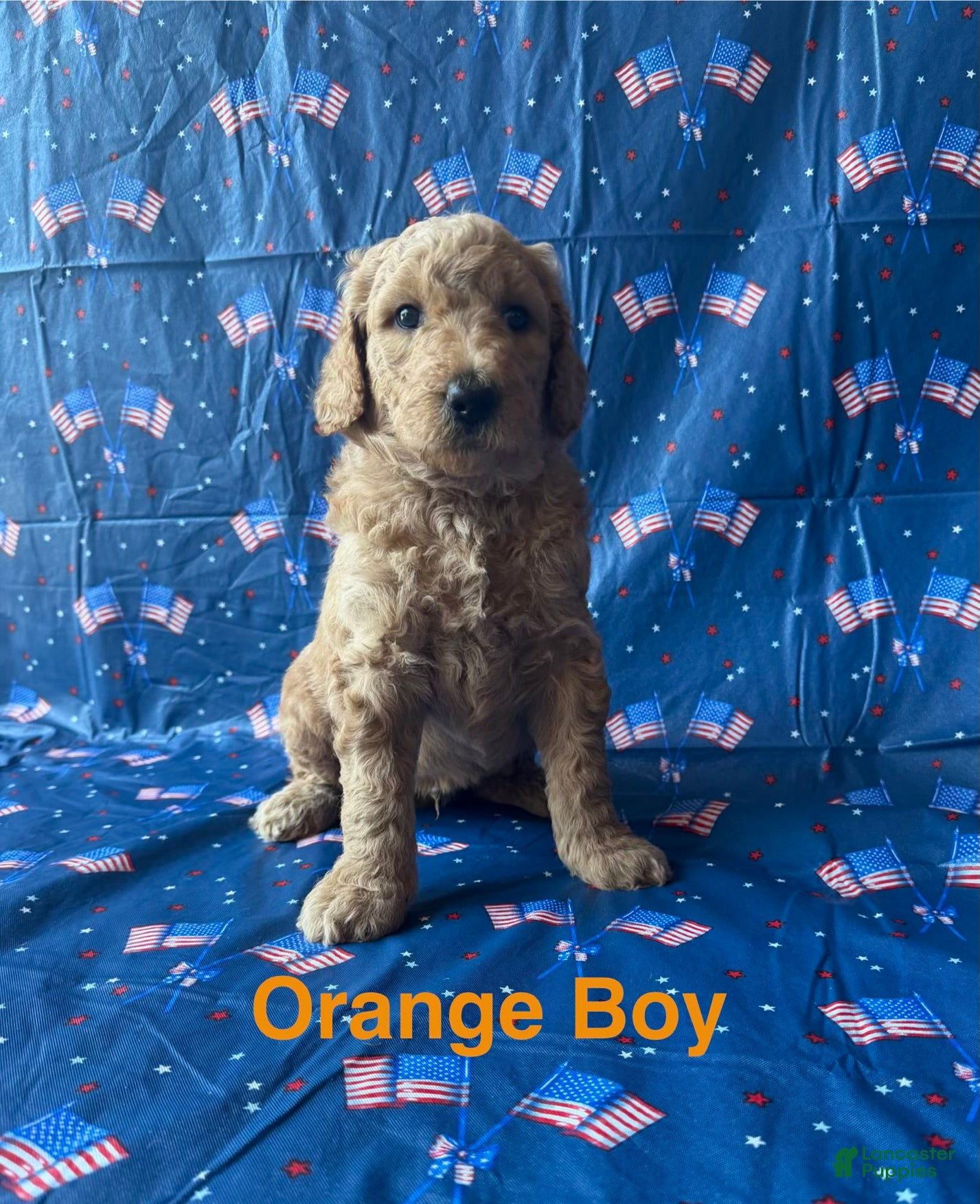 Goldendoodle dogs Bear - Ad 6