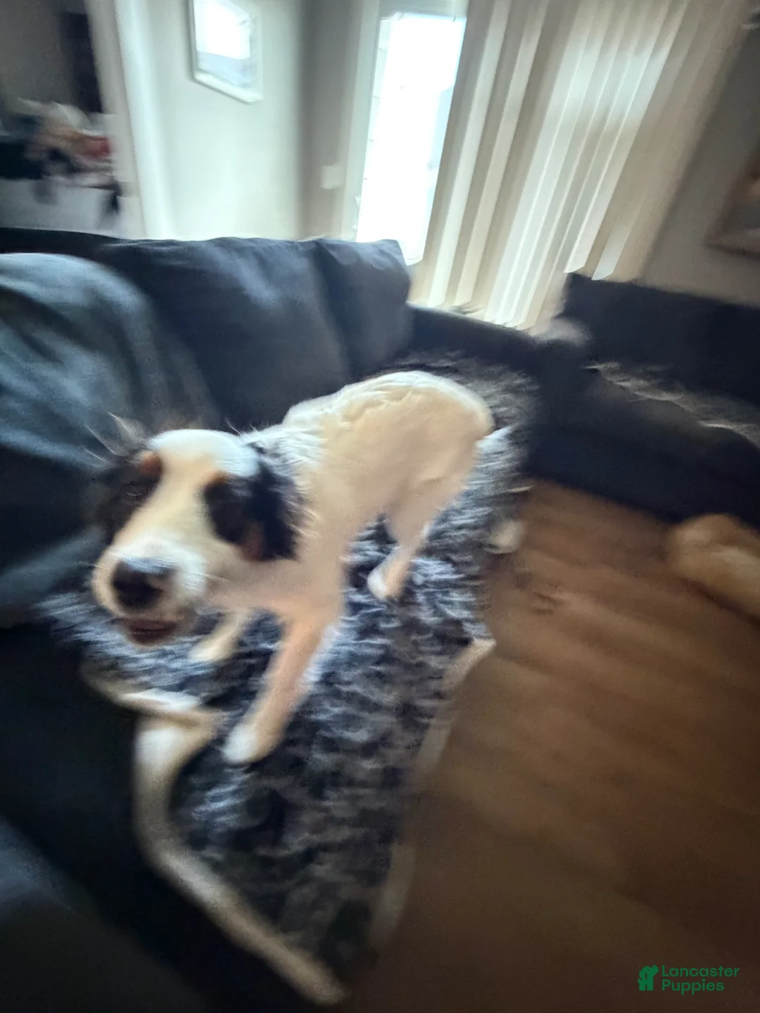 Mini Aussiedoodle dogs for sale: Mini Aussiedoodle Puppy 1 - Ad 2