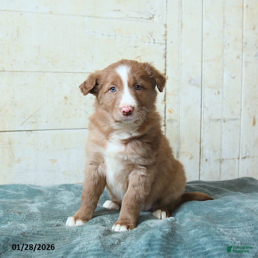 Border Collie dogs Franklin - Ad 36