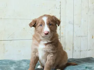 Border Collie dogs Franklin - Ad 36