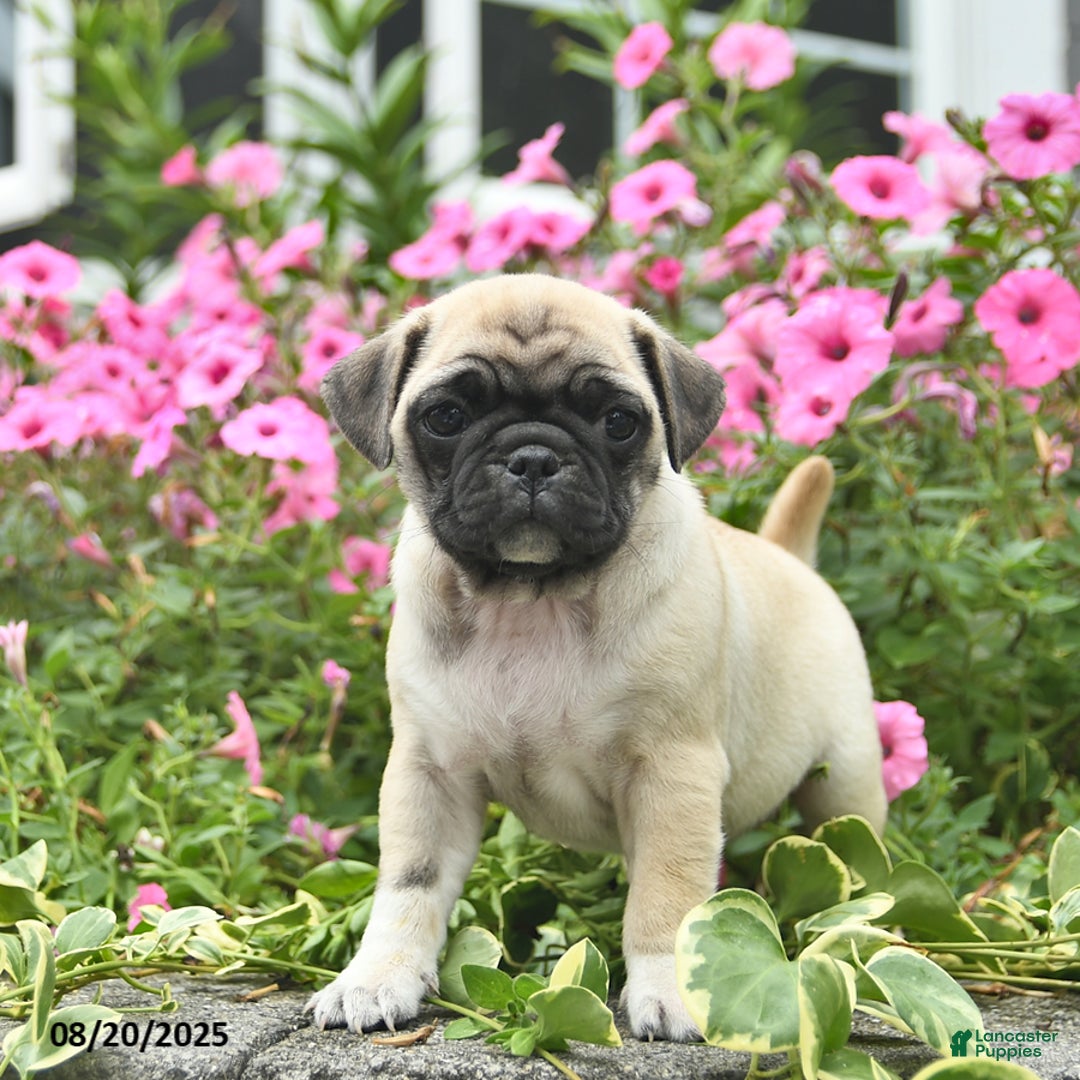 Apricot Brindle Pug Fawn Brindle Pug Puppies For Sale Lancaster