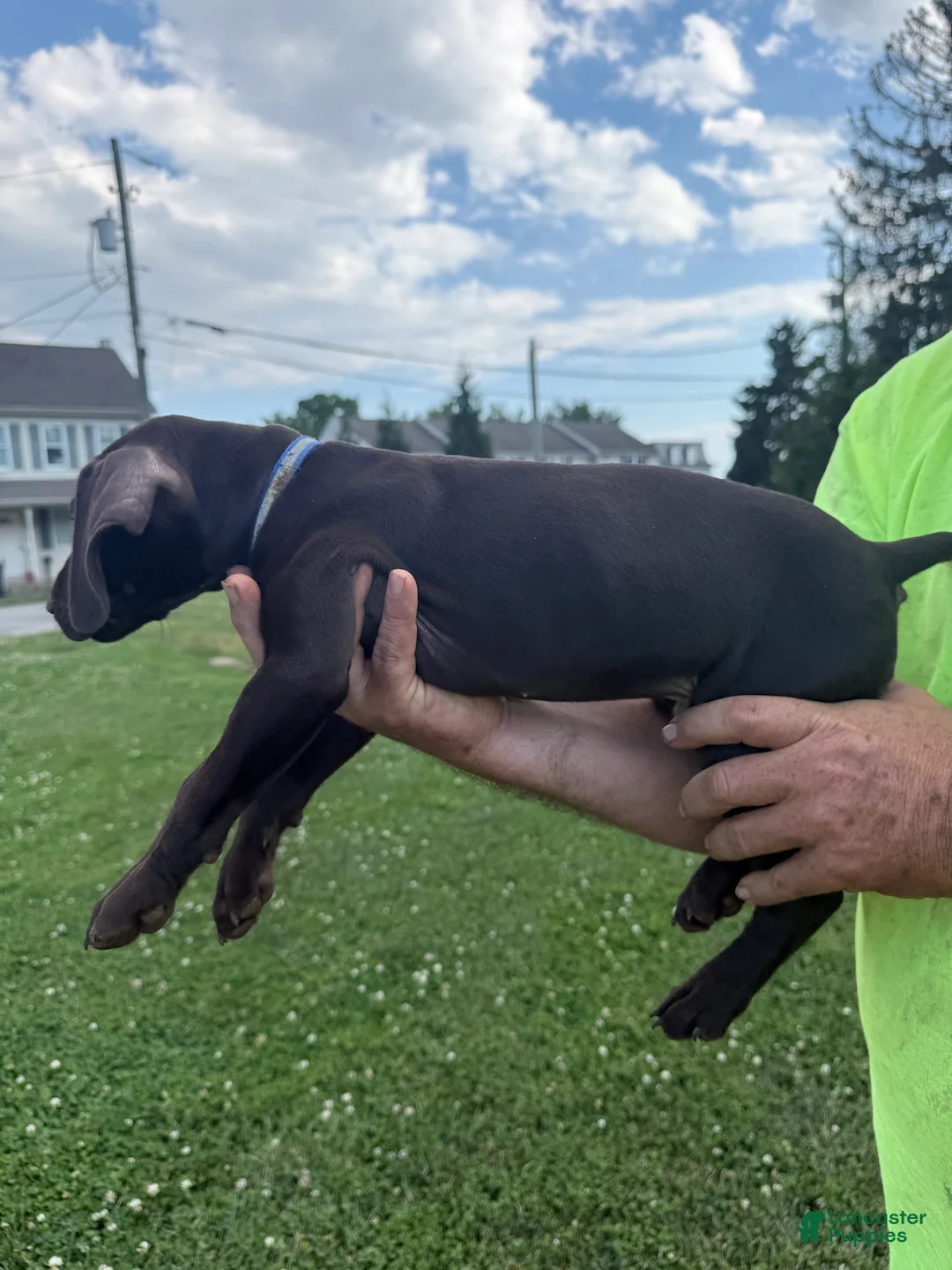 German Shorthaired Pointer dogs for sale: Riggs - Ad 2