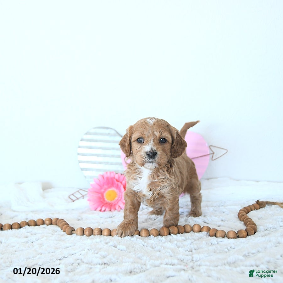 Mini Goldendoodle dogs Mia  - Ad 11