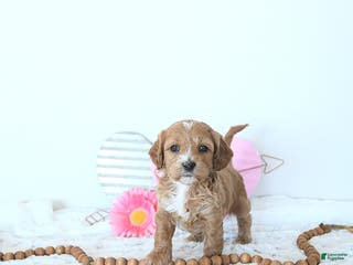 Mini Goldendoodle dogs Mia - Ad 42