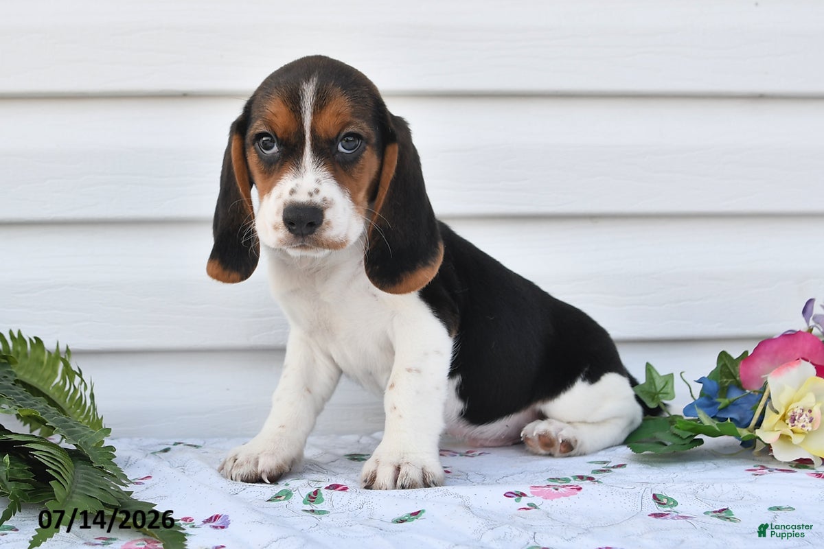 Beagle dogs Stormy - Ad 1