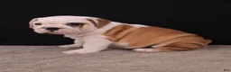 English Bulldog dogs for sale: Sally  - Ad 7