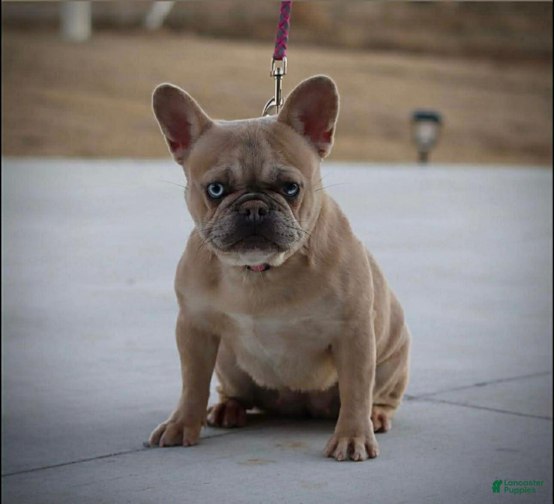 French Bulldog dogs for sale: Koia - Ad 11