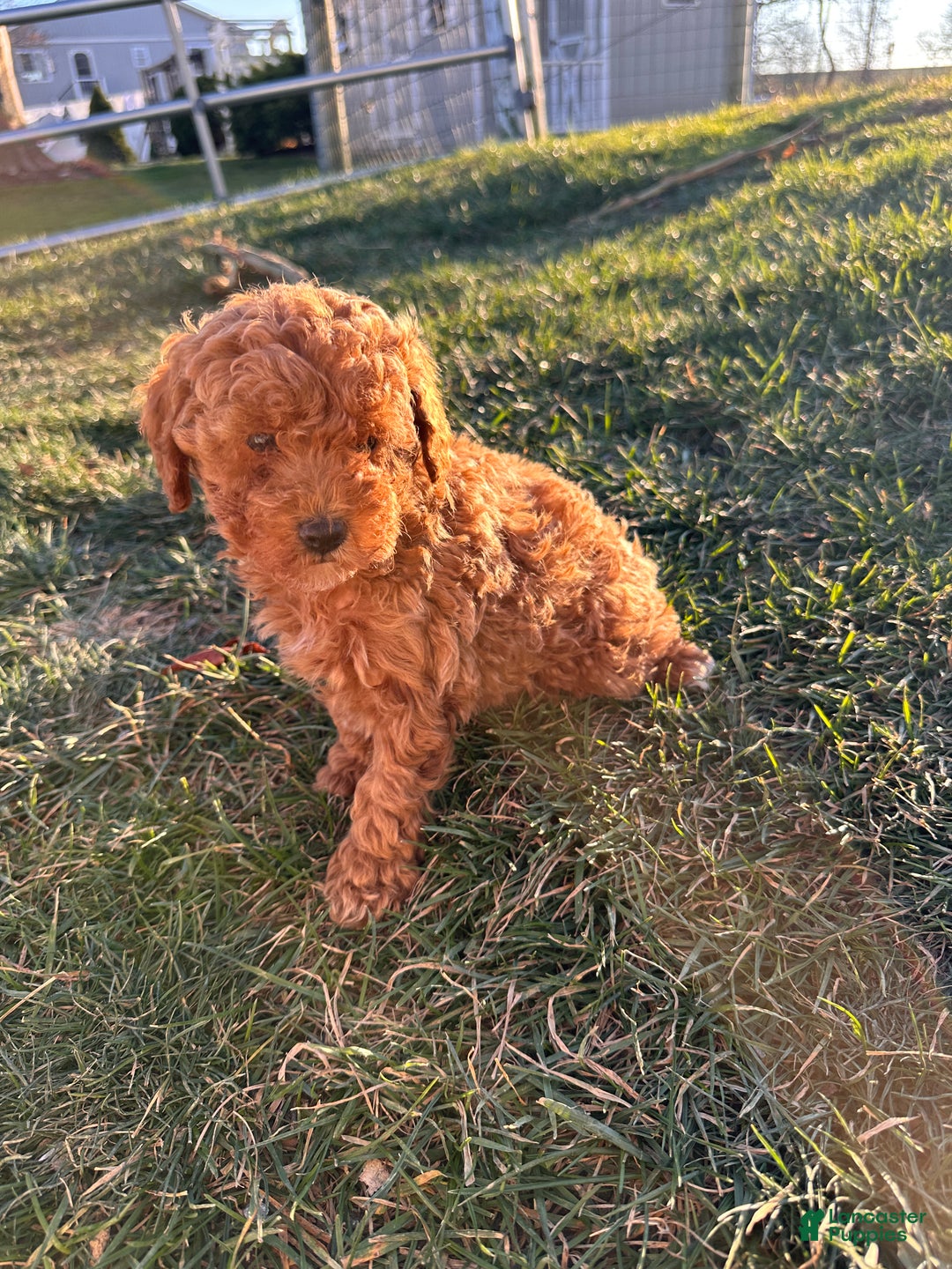 Toy Poodle dogs for sale: Coco- AKC POTTY TRAINED - Ad 6