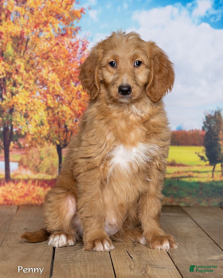Goldendoodle dogs for sale: Penny - Ad 1