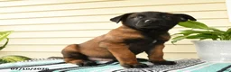 Belgian Malinois dogs for sale: Kwame - Ad 4