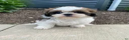 Shih Tzu dogs for sale: Tina - Ad 4