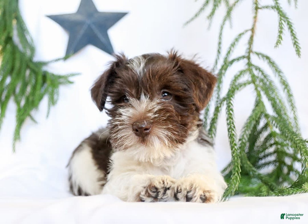 Gallery Image {{count}}