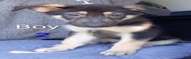 German Shepherd 2