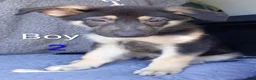 German Shepherd dogs for sale: German Shepherd 2 - Ad 1