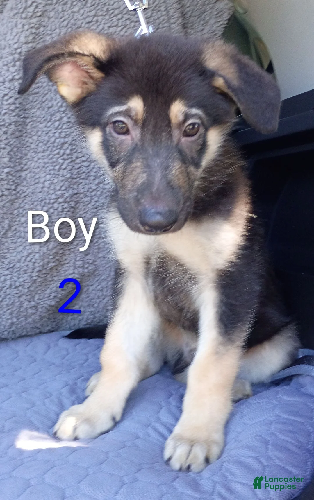 German Shepherd dogs for sale: German Shepherd 2 - Ad 1