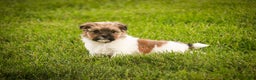Havanese dogs for sale: Bella Rose - Ad 6