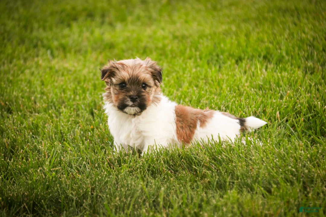 Havanese dogs for sale: Bella Rose - Ad 6