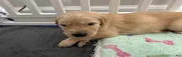 Golden Retriever dogs for sale: Mocha - Ad 4