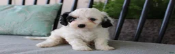 Cavapoo dogs for sale: Tulip - Ad 6