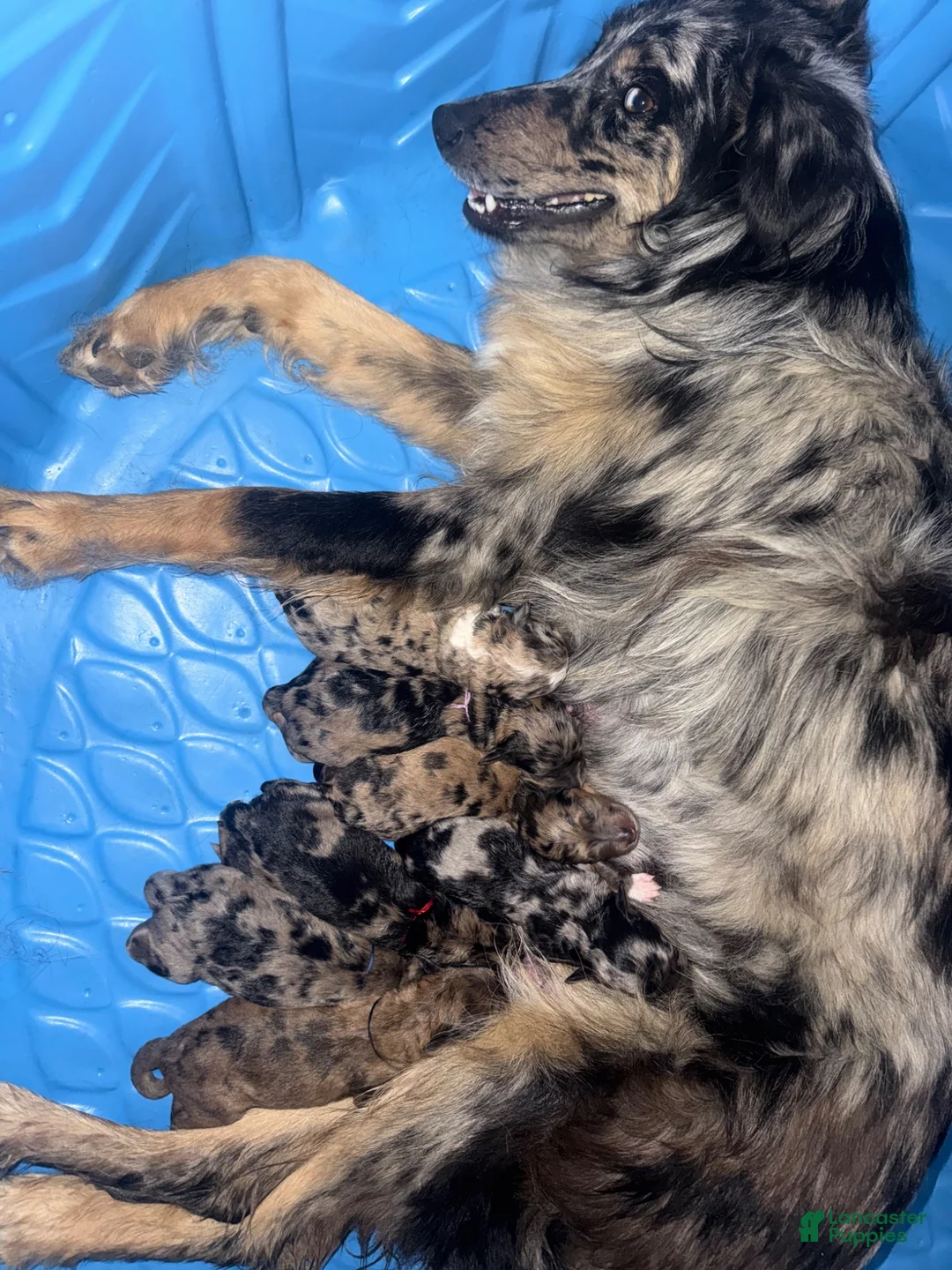 Aussiedoodle dogs for sale: Hoss - Ad 8
