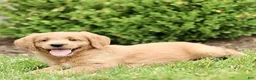 Labradoodle dogs for sale: Summit  - Ad 3