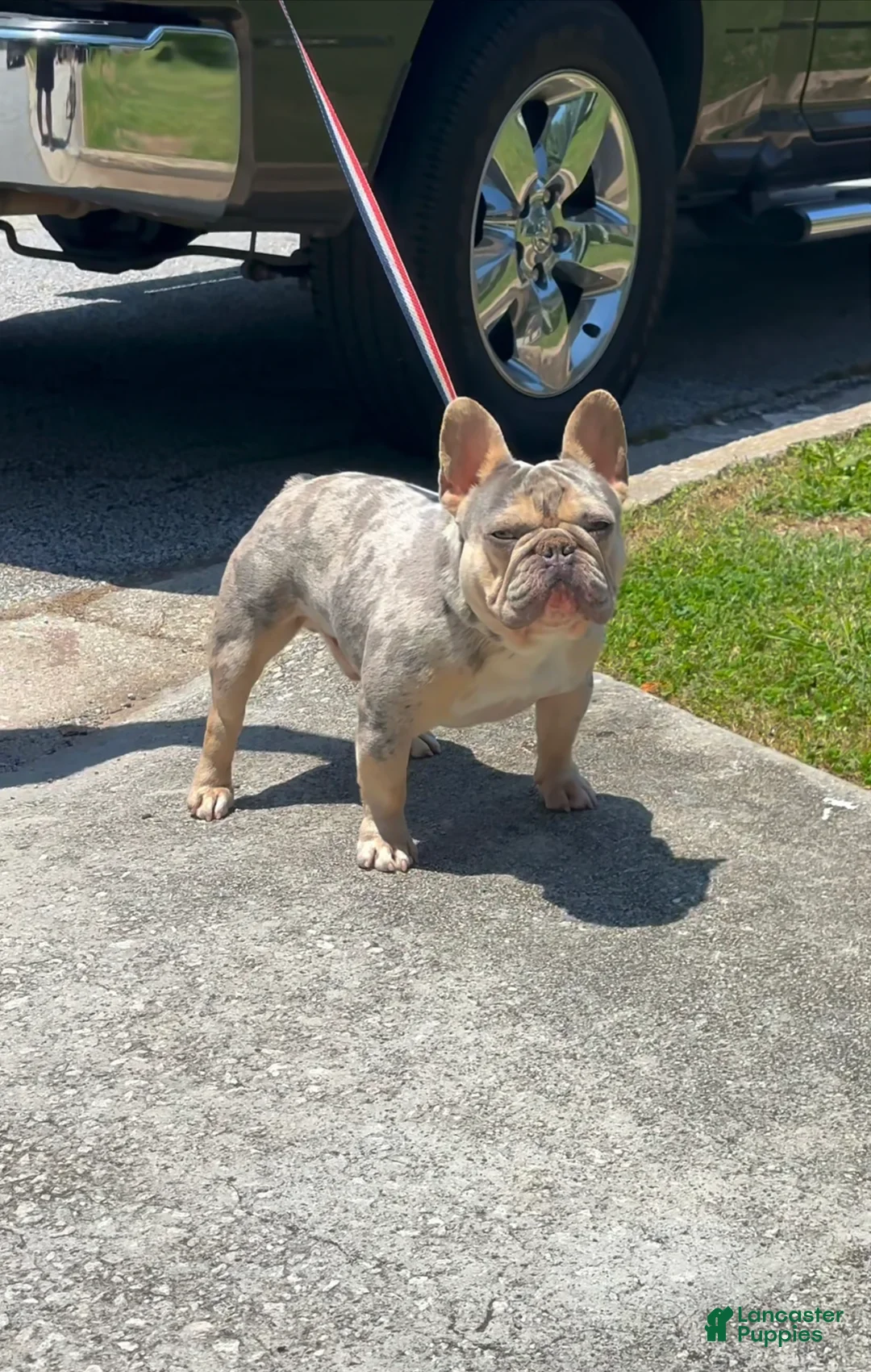 French Bulldog dogs for sale: French Bulldog Puppy 4 - Ad 2