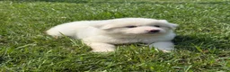 Great Pyrenees dogs for sale: Mrs Green  - Ad 8