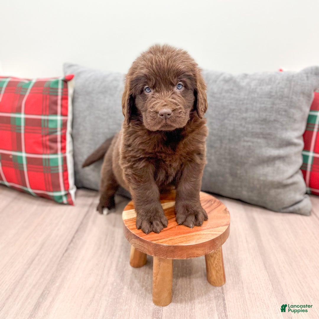 Newfoundland dogs for sale: Sadie - Ad 3