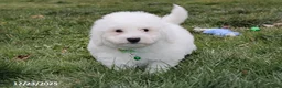 Bichon Frise dogs for sale: Rory - Ad 13