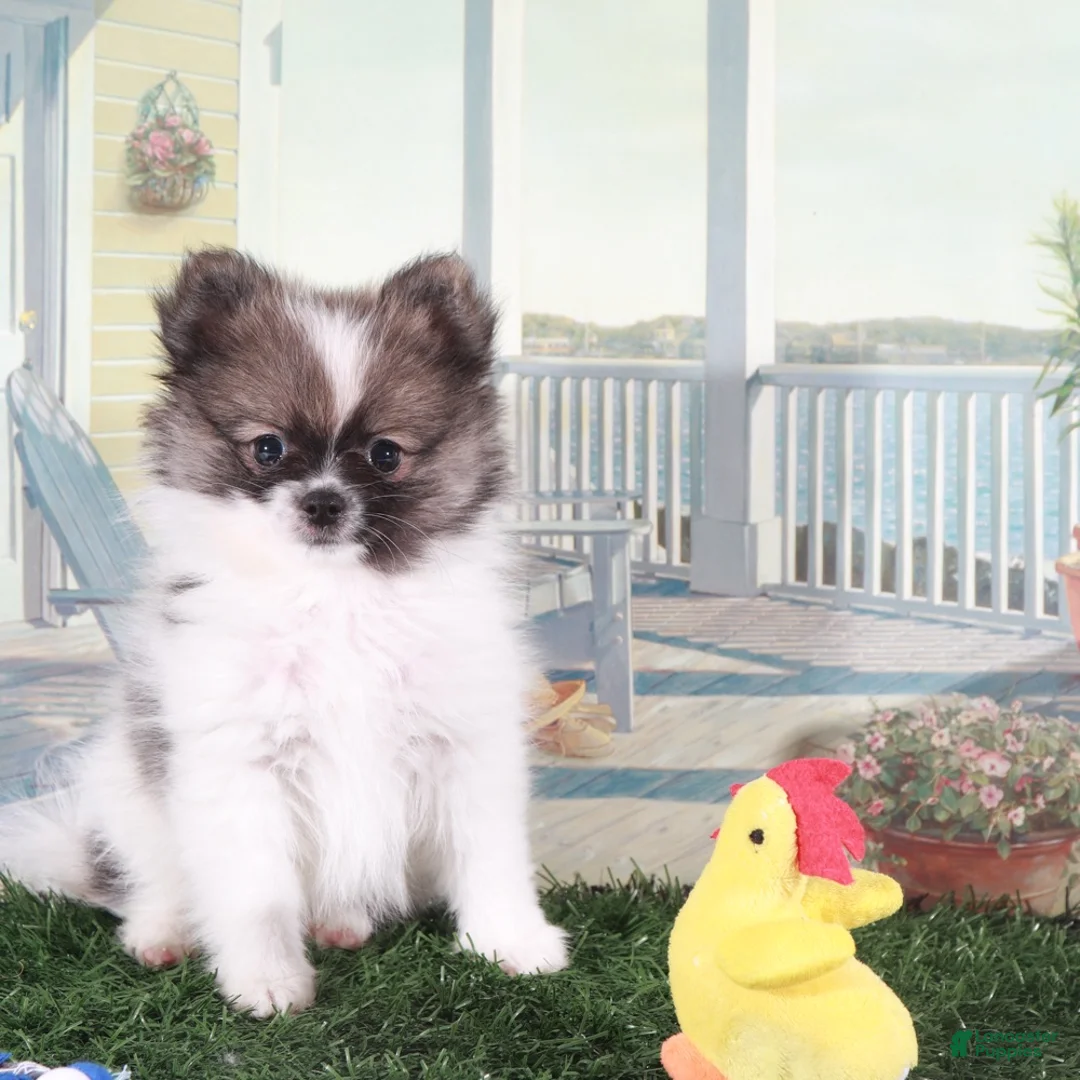 Pomeranian dogs for sale: Frankie-Happy Little Pomeranian Puppy - Ad 2